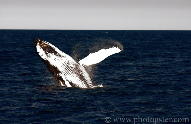 cape cod provincetown humpback whale