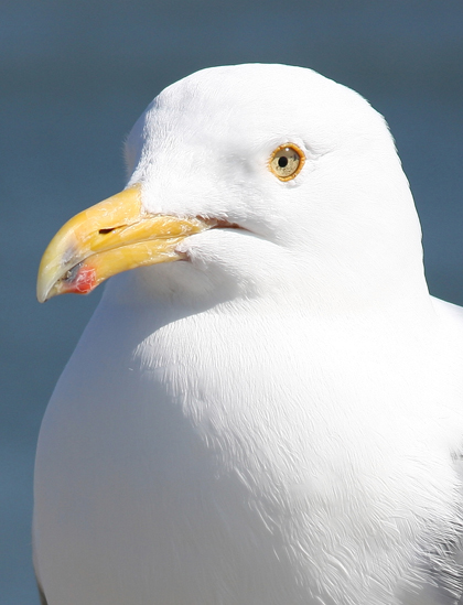 cape cod seagull portreture
